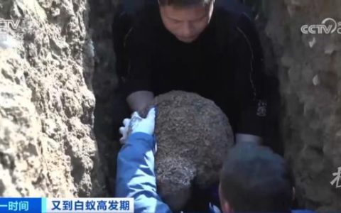 浙江一大坝挖出生长十几年白蚁后：有3个蚁后、1个蚁王（水库大坝白蚁防治的依据）