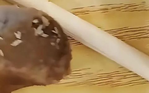 吐了！女子吃黄焖排骨发现满嘴是蛆，供货商：赔偿100块！（排骨长蛆了能吃吗图片）