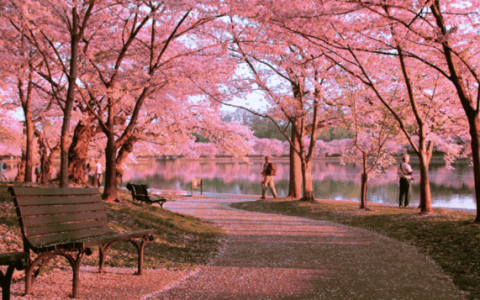 公务员面试热点-科技护航，文明赏花（公务员常见面试题及参考答案）