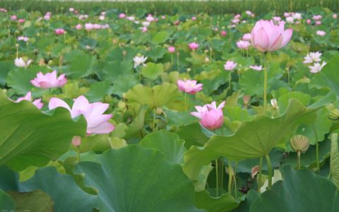 立夏将至，无论有钱没钱，记得吃“立夏6宝”，应季而食营养足