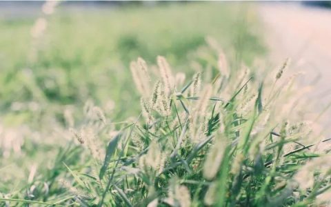 【饮食】立夏吃什么健康?-减肥如何一个月暴瘦20斤