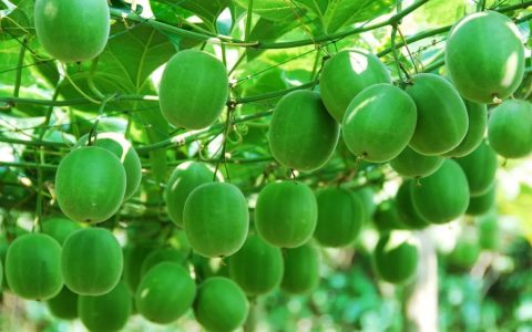 罗汉果鉴别(罗汉果、黄金罗汉果区分、街边罗汉果花草茶真伪大揭秘)-罗汉果与黄金罗汉果的区别