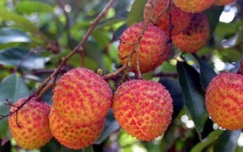 盘点几种能在世界上卖出高价的食物，光是零头就很多人接受不了-你知道这个世界上卖什么最赚钱吗