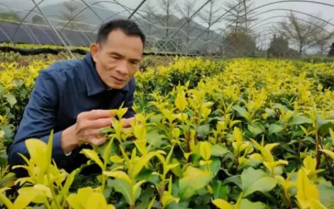 历经8年，云浮新兴培育出珍稀新品种“黄金茶”-云浮新兴周边游