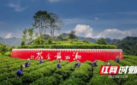 湘西黄金茶再获殊荣！获“中绿杯”特金奖3个金奖4个-湘西黄金茶属于什么茶类