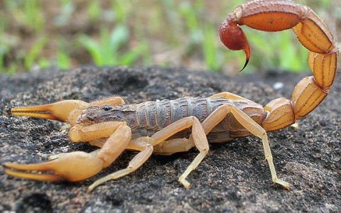 泡酒师傅答疑 | 蝎子灵芝泡酒的养生功效有多大？（蝎子与灵芝泡酒）