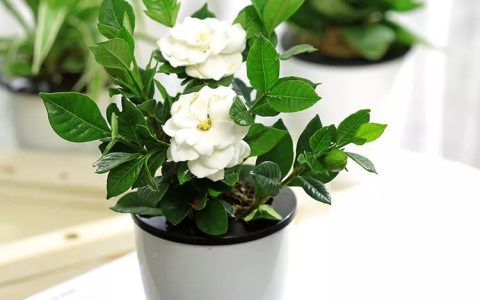 有钱人家都在养的8款盆栽，镇宅养人又招财，难怪这么富有-有钱人养的植物