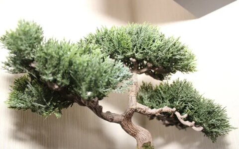 最值钱的九大盆景树种，收藏了！-盆景树最贵的是什么树