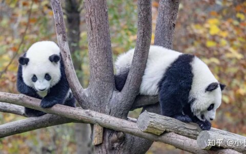 有哪些已经绝灭了的名贵花卉？-己经灭绝了的植物名单有哪些
