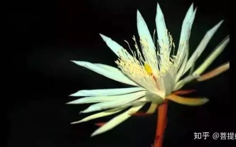 天价！天价！名贵植物排行，令人大开眼界-名贵植物图片