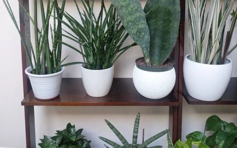 4种适合园艺新手的盆栽绿植，耐看不贵，夏季高温也可以入手-园艺树有哪些