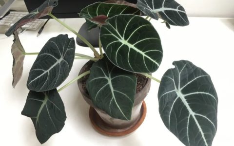 7种不是很大众的室内盆栽绿植，颜值颇高，价格却很亲民-十大室内盆栽植物排名图片