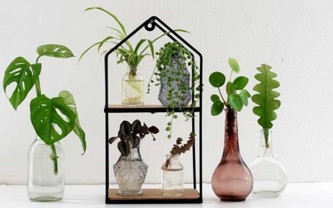 室内盆栽绿植轻松水培扦插繁殖，多做备份，不断培育新幼苗-水培插枝植物