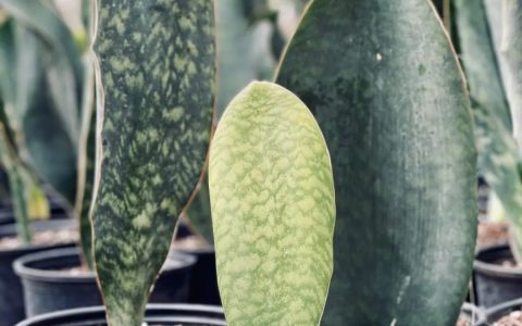 叶子像一条鲸鱼的梅森虎尾兰，是耐阴小众且清新的室内盆栽绿植-叶子像一条鲸鱼的梅花是什么