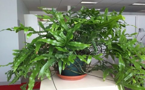 6种价格亲民的高颜值盆栽绿植，适合养桌面上-什么盆栽品种值钱