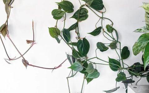 用这6种不同的方法，让盆栽绿植在墙上攀爬生长-怎么让植物爬墙