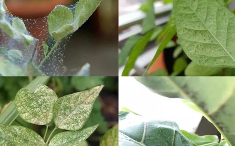家里的盆栽绿植不小心感染红蜘蛛，没有喷药，用这几种方法解决-绿植有红蜘蛛用什么药