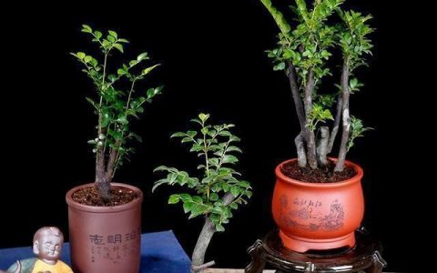 小叶紫檀是一种珍贵的盆景，曾经可以被有钱人种植-小叶紫檀盆景风水意义