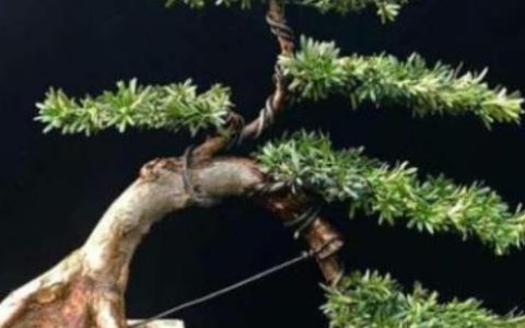 这几种盆栽越久越值钱，养上几年，价值暴涨“10倍”，快来看看吧-什么盆栽最耐活