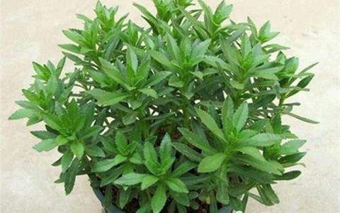 一种古老而珍贵的盆栽，家里养几盆，价值珍贵，值得应有-珍贵的盆栽植物有哪些