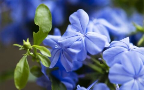 7种专挑寒冷时节开花的绿植，冬天植物选择-寒冷的冬天开的花图片