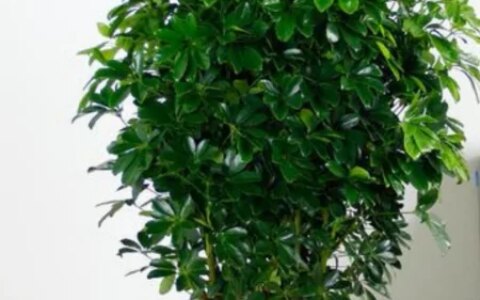 推荐以下三种较大型盆栽绿植看看自己喜欢的在其中吗-大型盆栽推荐