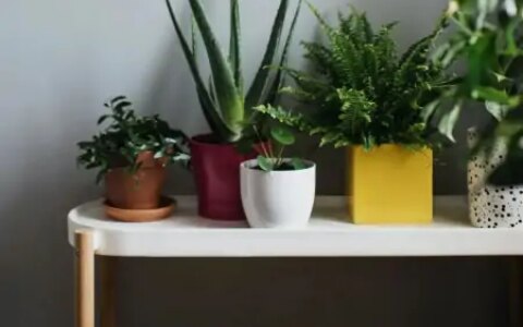 50种常见的室内盆栽绿植-50种常见室内盆栽绿化植物介绍