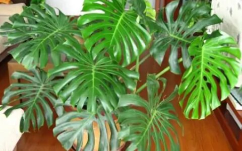 客厅摆放绿植，建议4种盆栽进备选名单，有生机好养护-放在客厅的绿植什么比较好