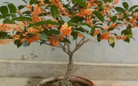 养花养“贵气”，4种花美观养眼，观赏价值高-养眼的花卉