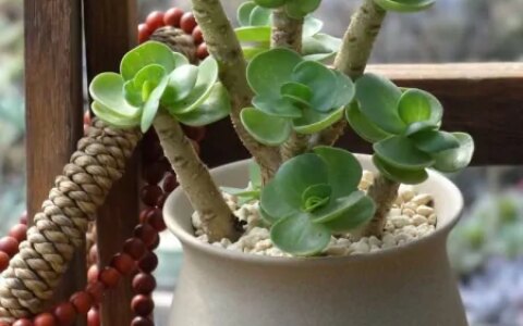 3种长青不败的绿植盆栽，寓意好又美观，适合养在室内-什么树长青不老