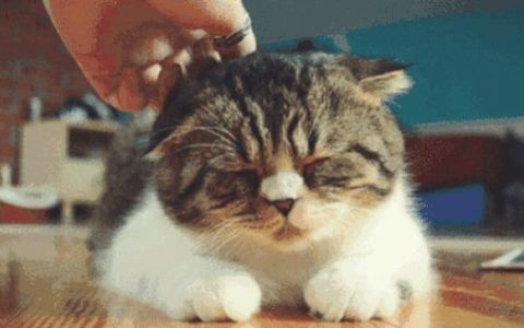 怎么判断猫身上有没有跳蚤？-阴虱怎么彻底去除最简单的方法