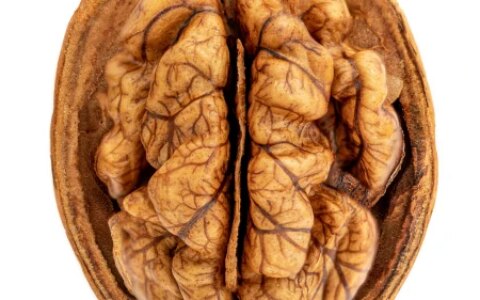 吃核桃真的能让人变聪明么？（吃核桃能让人变聪明吗?）