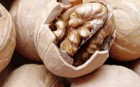 核桃什么时候吃最好？一天吃多少合适？今天医生告诉你正确吃法（核桃一天内什么时间吃好）