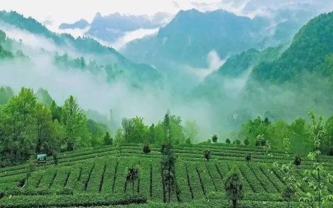 中国这十年，茶行业百强前十名，有半数是十年“常青”常在-中国茶业百强企业排名