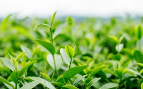 茶叶千万别乱买，真假茶农真相竟然是这样！-假的茶叶对身体有害吗