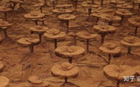 灵芝孢子粉的功效与作用及禁忌