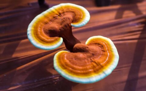 灵芝孢子粉的功效和作用梳理-灵芝孢子油的功效与主治功能