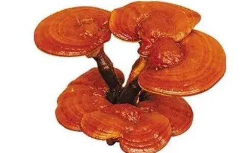 灵芝孢子粉的功效：-四类人不能吃灵芝孢子