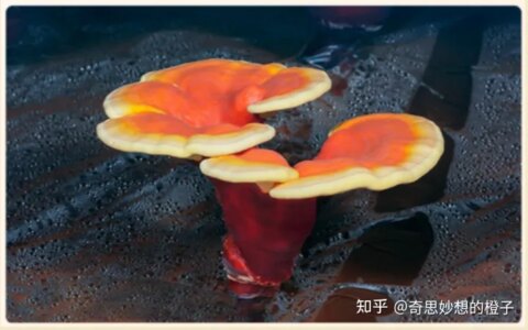 灵芝孢子粉功效与作用，你知道哪些？-四类人不能吃灵芝孢子