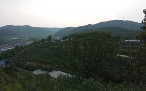 大棚种灵芝开拓致富路——访抚顺县石文镇福运灵芝种植专业合作社-抚顺石文大集