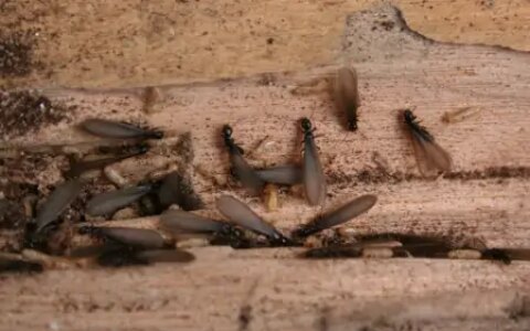 注意！南京这种白蚁分飞高峰期预计在4月18日至5月12日（南京白蚁防治研究）