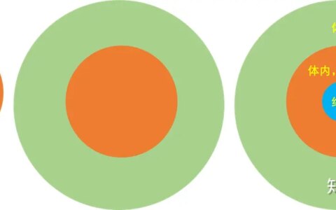 内环境到底是什么？（内环境主要包括什么）