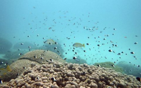 《环球时报》答读者问：什么是联合国《公海条约》？（联合国海洋法公约法）