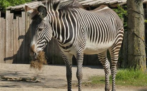 天天用玉米须泡水喝，真能降低血糖吗？听从这些建议吧-玉米须泡水喝能降血糖吗?