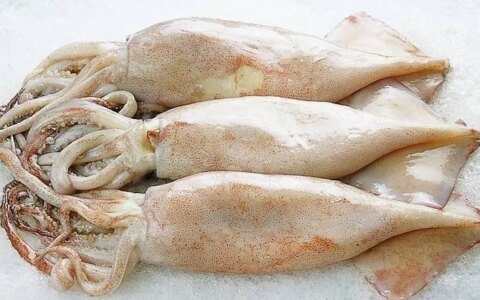 鱿鱼、章鱼、墨鱼、八爪鱼、乌贼傻傻分不清楚？一文教你记住它们（鱿鱼,墨鱼,八爪鱼,章鱼,乌贼的区别）