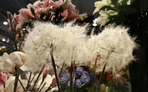 蒲公英和它是“最佳搭档”，坚持泡水喝，肝变净了，人也更年轻了-蒲公英与什么搭配泡水喝最佳?