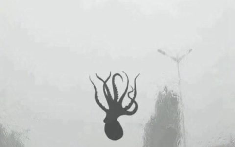 真不是段子！青岛狂风暴雨，天上都下章鱼了！（青岛会不会下雨）