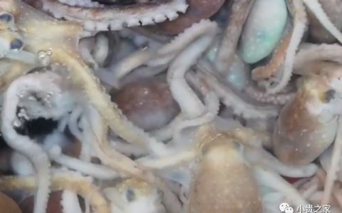 见识下国外“章鱼”流水线，看着就很过瘾，做好直接出售（章鱼在水中游泳的方向是什么方向）