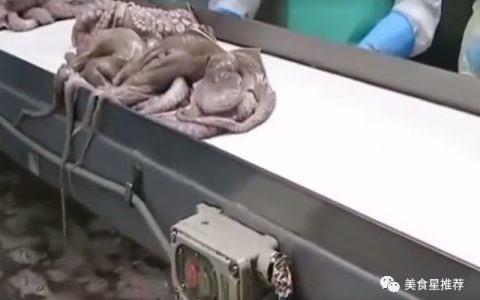 见识下日本大章鱼加工厂，流水线制作，看着就很过瘾（章鱼厂家）