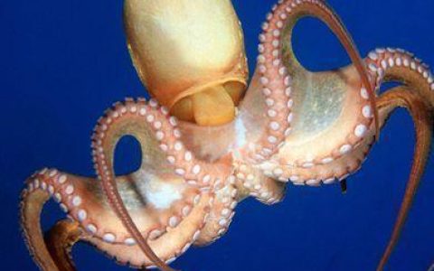 章鱼被认为是活着的无脊椎动物中最聪明的（章鱼是动物嘛为什么）